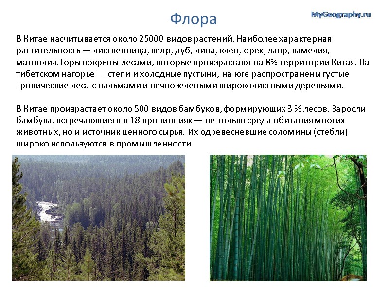 Флора В Китае насчитывается около 25000 видов растений. Наиболее характерная растительность — лиственница, кедр,
